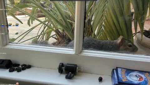 xQc's Attempt to Befriend a Squirrel Goes Awry